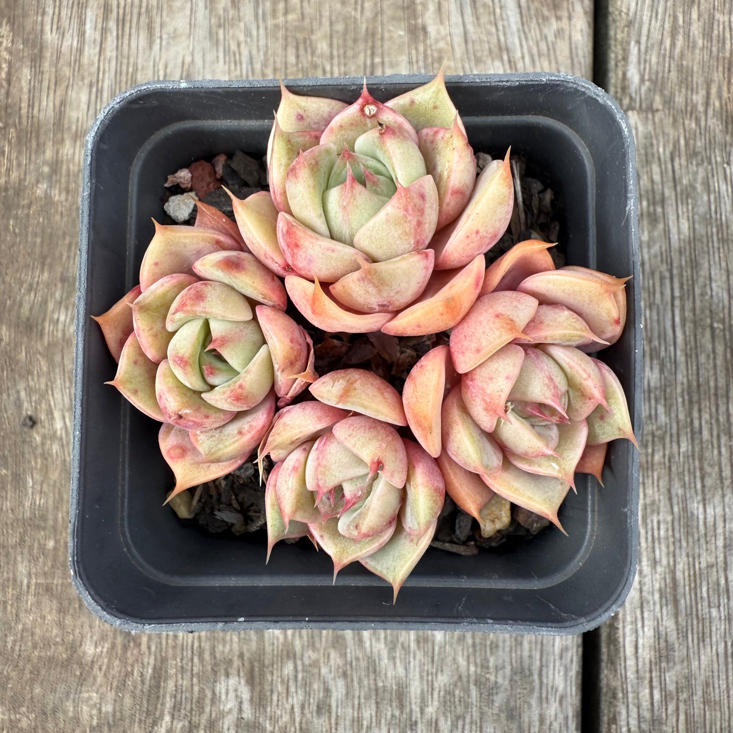 1609 Echeveria Lily (Multi)