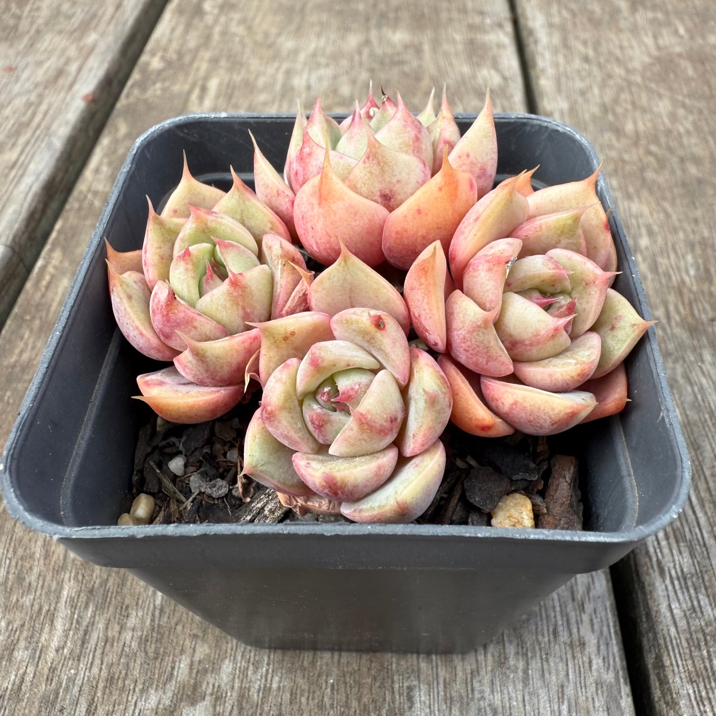 1609 Echeveria Lily (Multi)