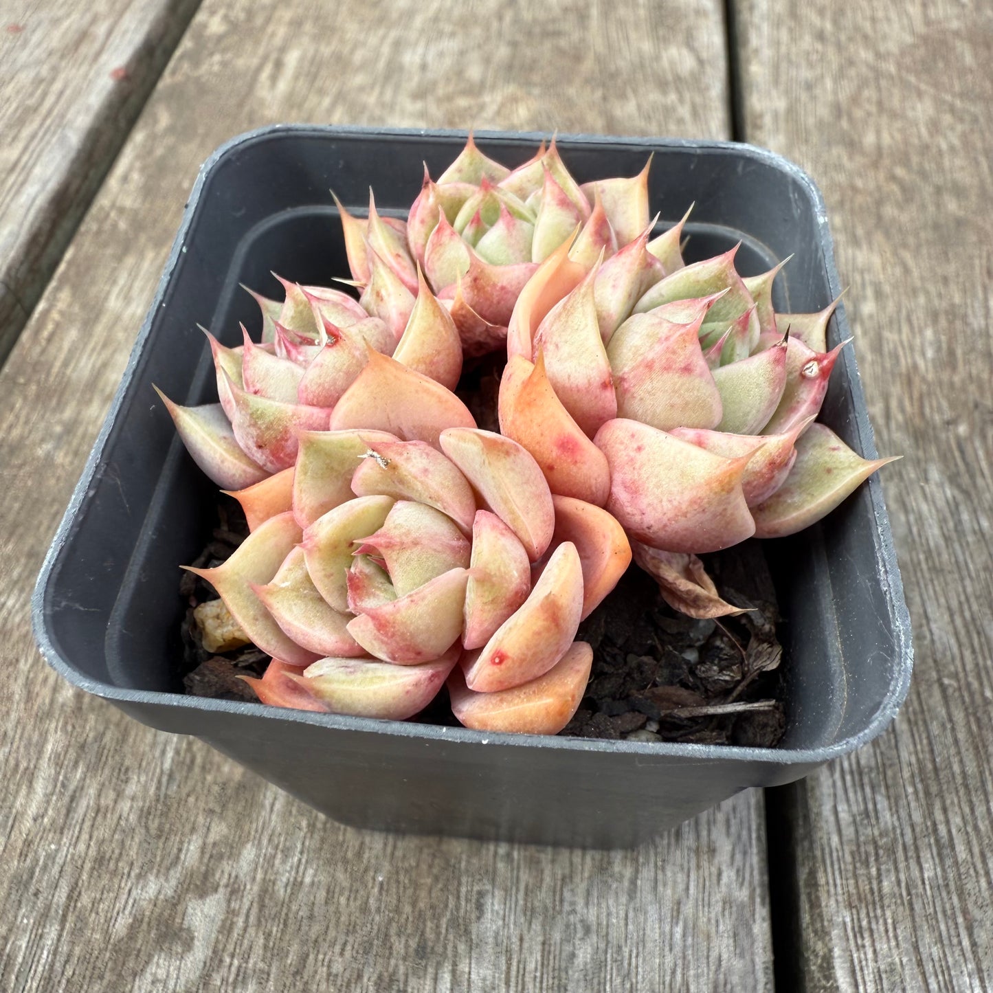 1609 Echeveria Lily (Multi)