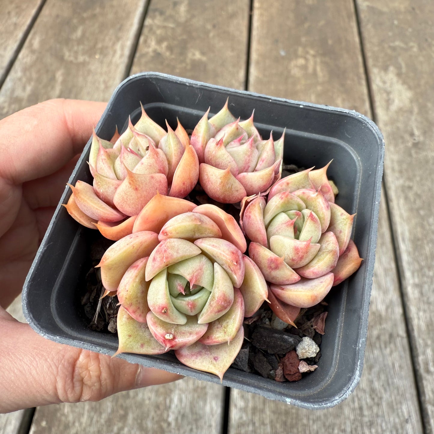 1609 Echeveria Lily (Multi)