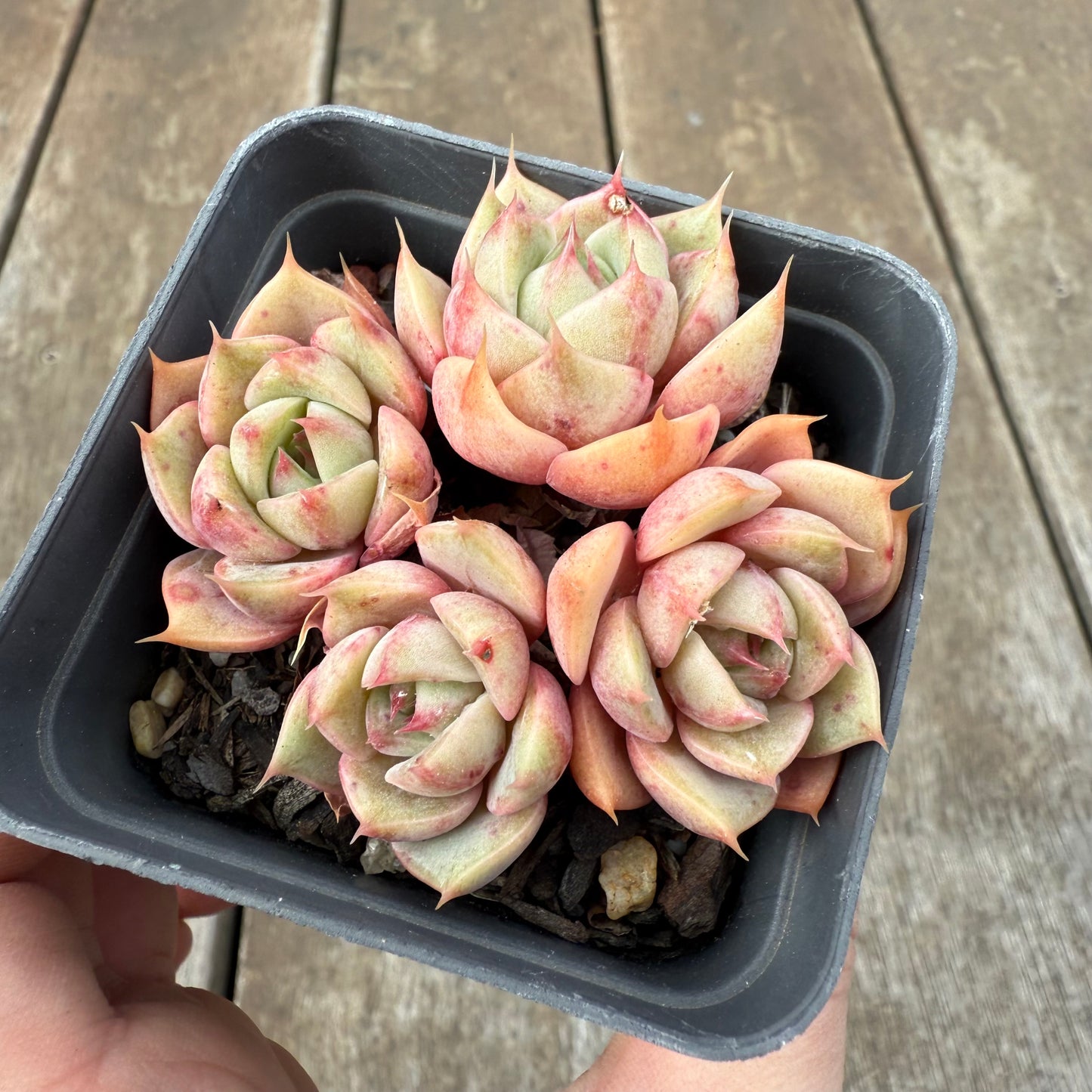 1609 Echeveria Lily (Multi)