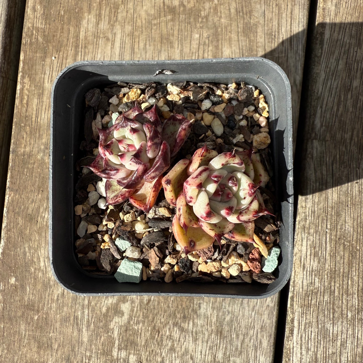 1609 Echeveria Morticia