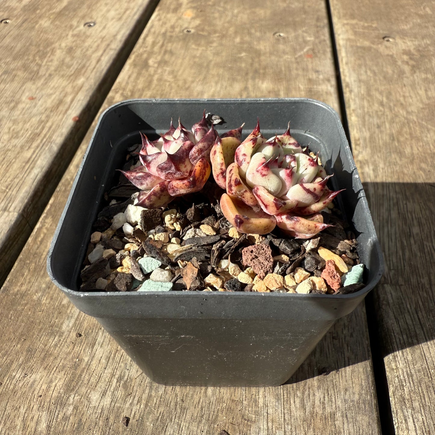 1609 Echeveria Morticia