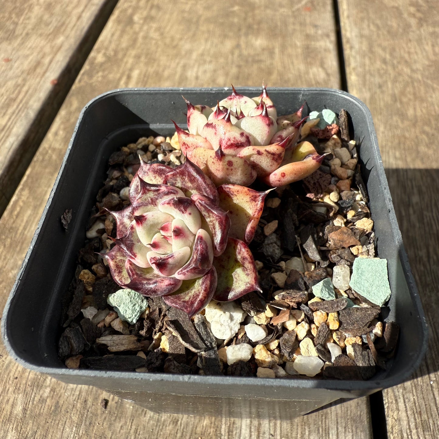 1609 Echeveria Morticia