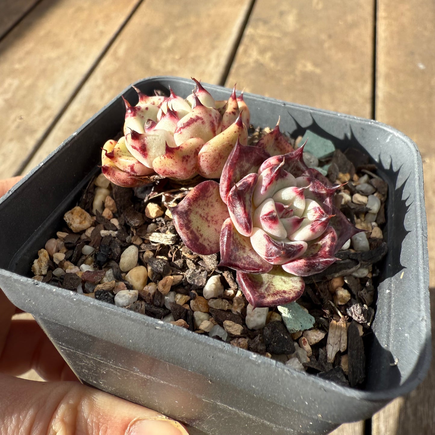 1609 Echeveria Morticia