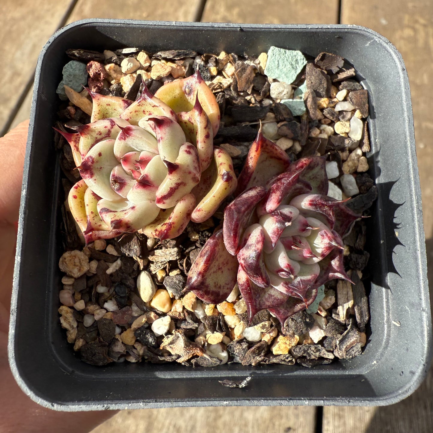 1609 Echeveria Morticia