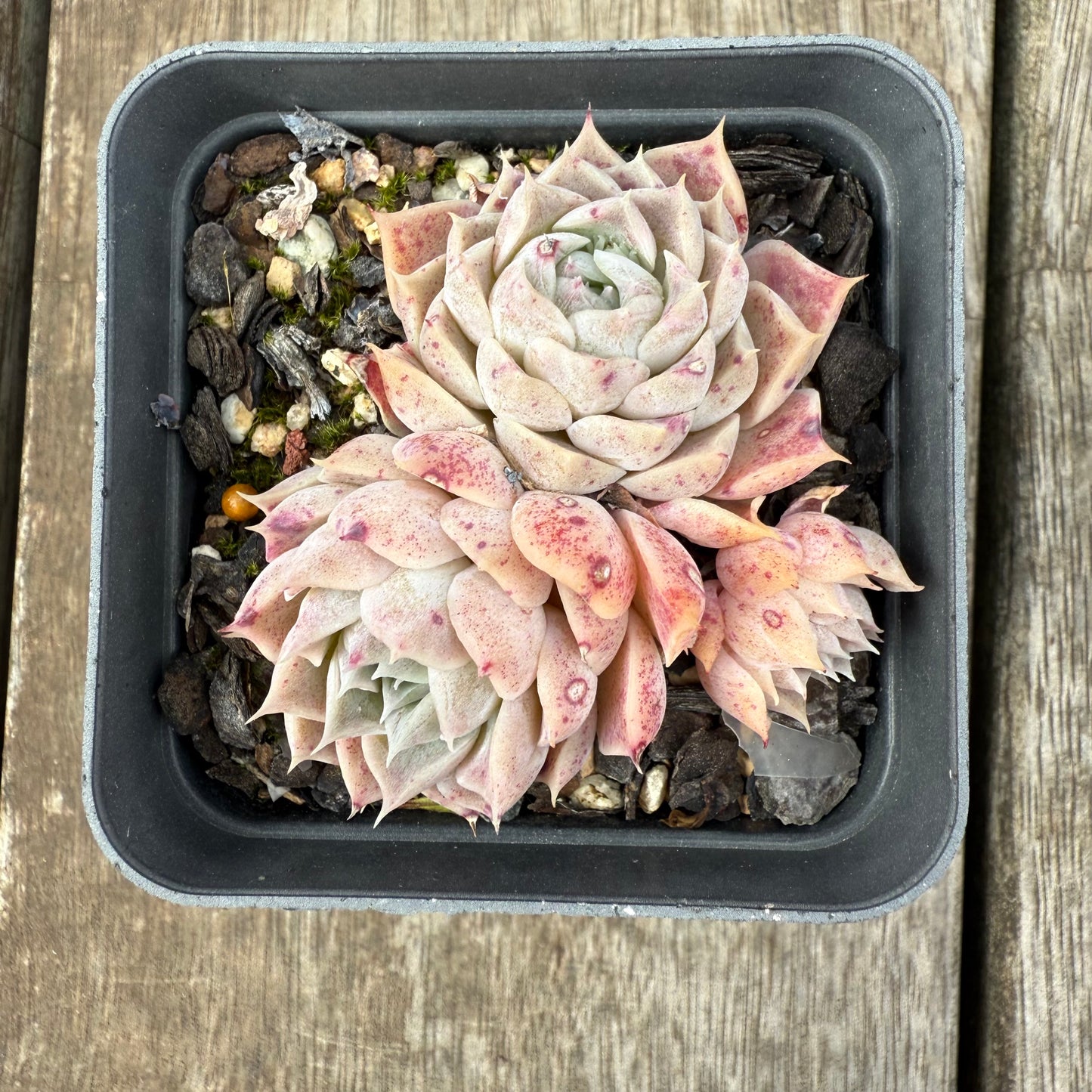 1609 Echeveria Pandora