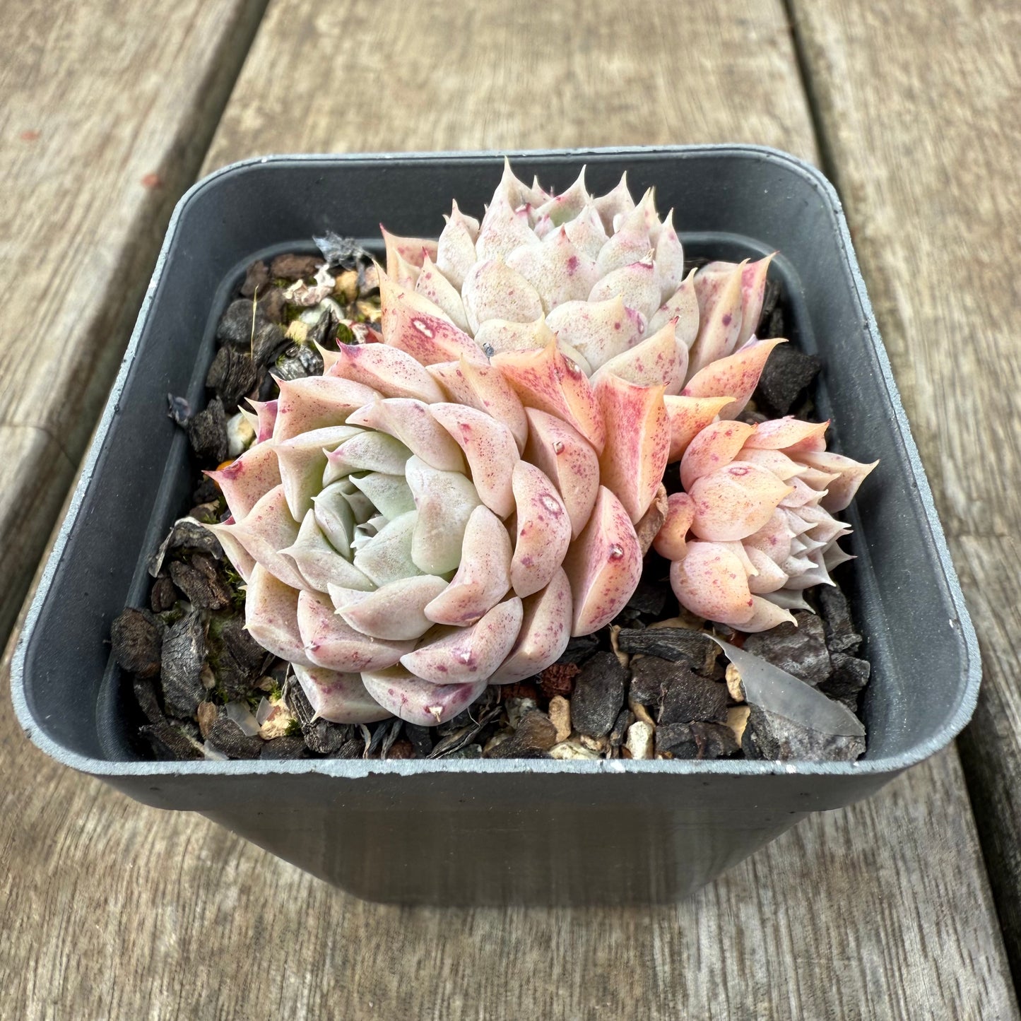 1609 Echeveria Pandora