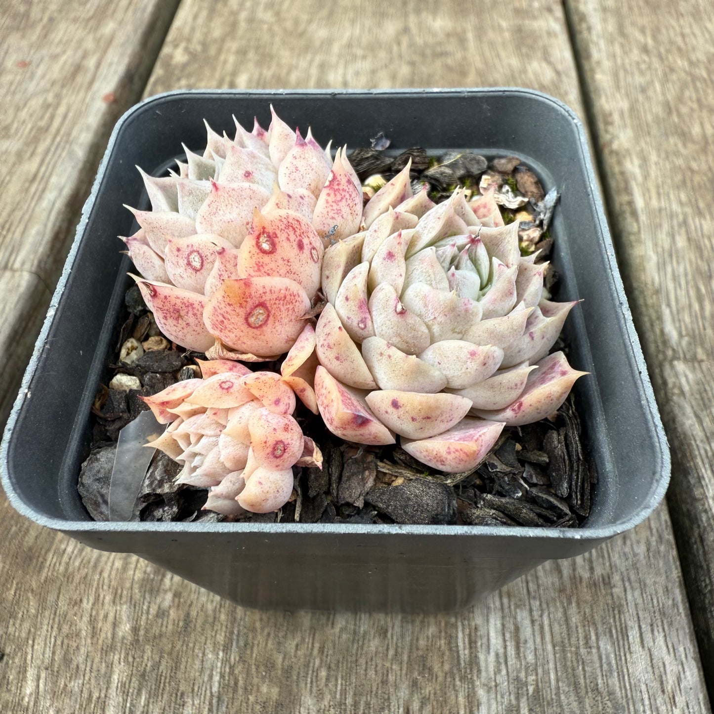 1609 Echeveria Pandora