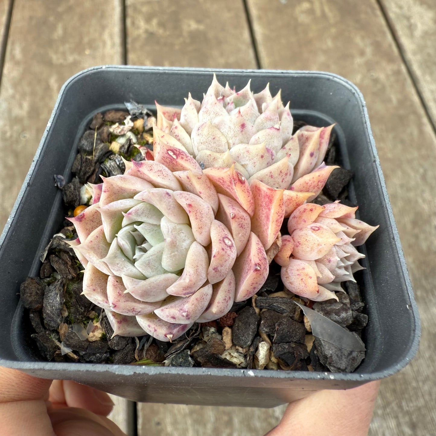 1609 Echeveria Pandora