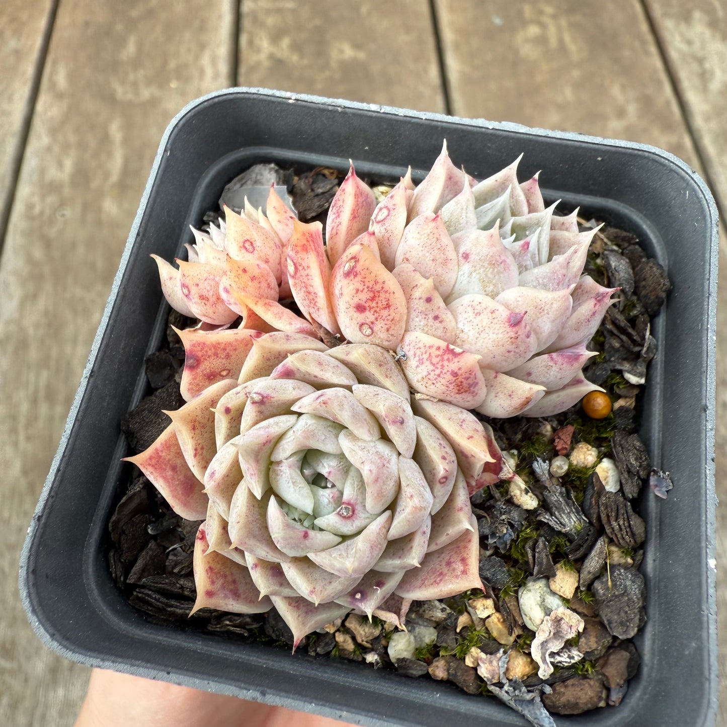 1609 Echeveria Pandora