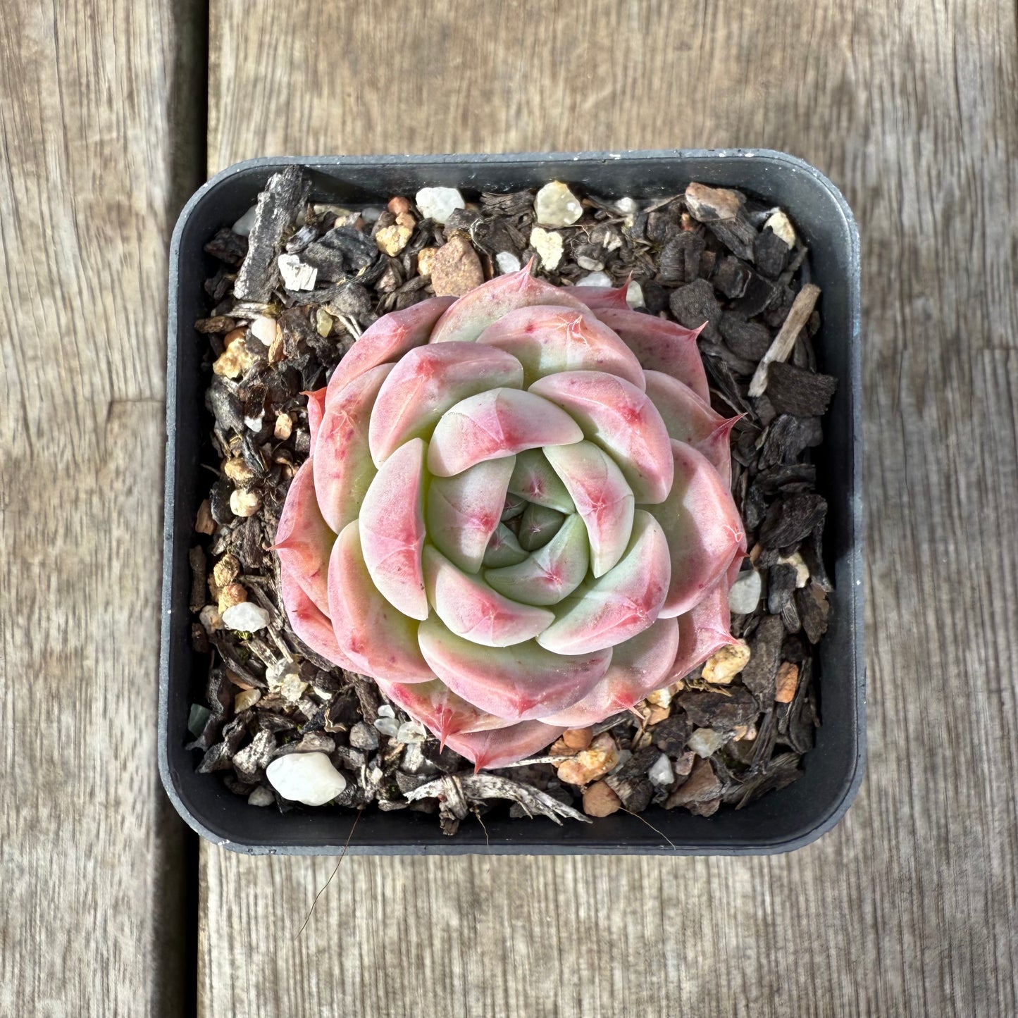 1609 Echeveria Pink Essence
