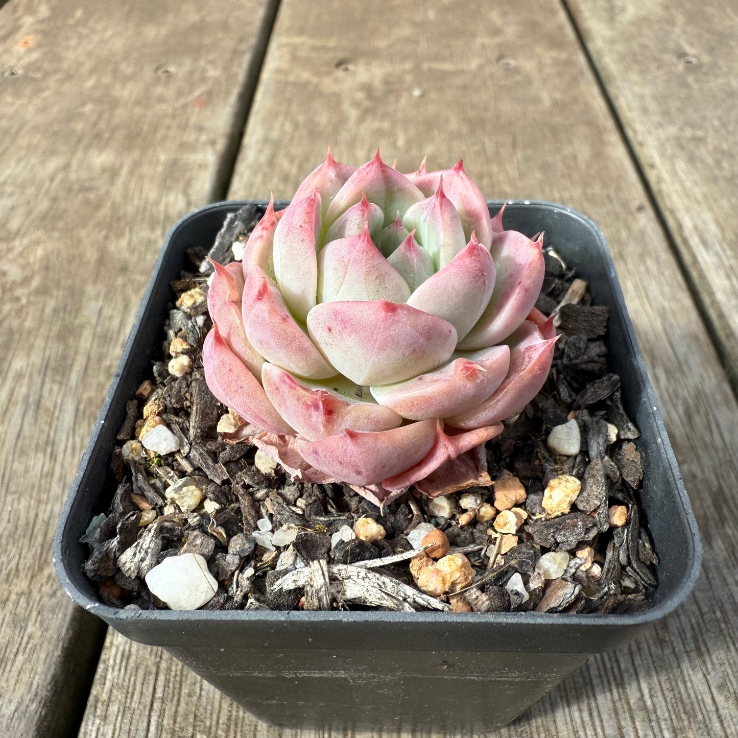 1609 Echeveria Pink Essence
