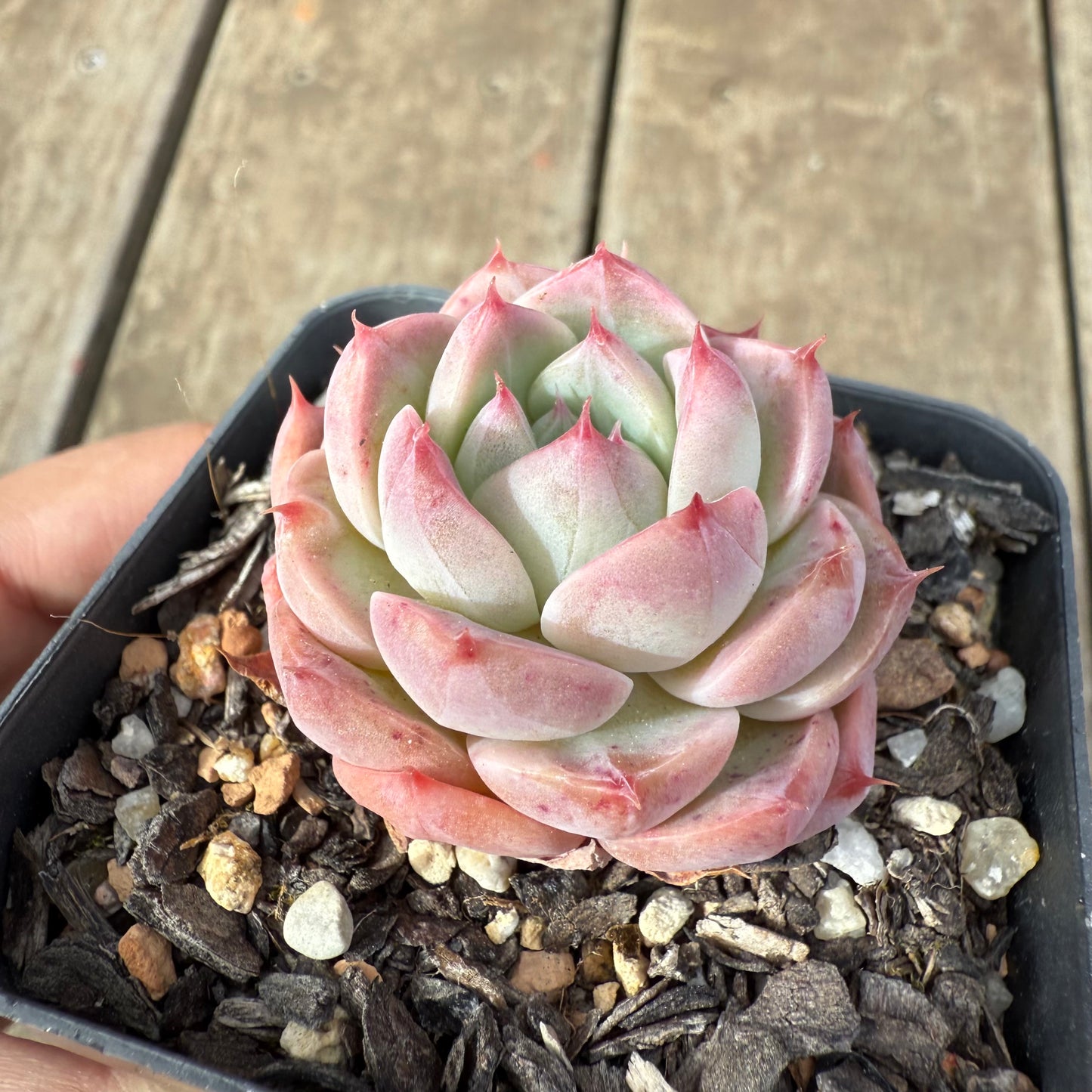 1609 Echeveria Pink Essence
