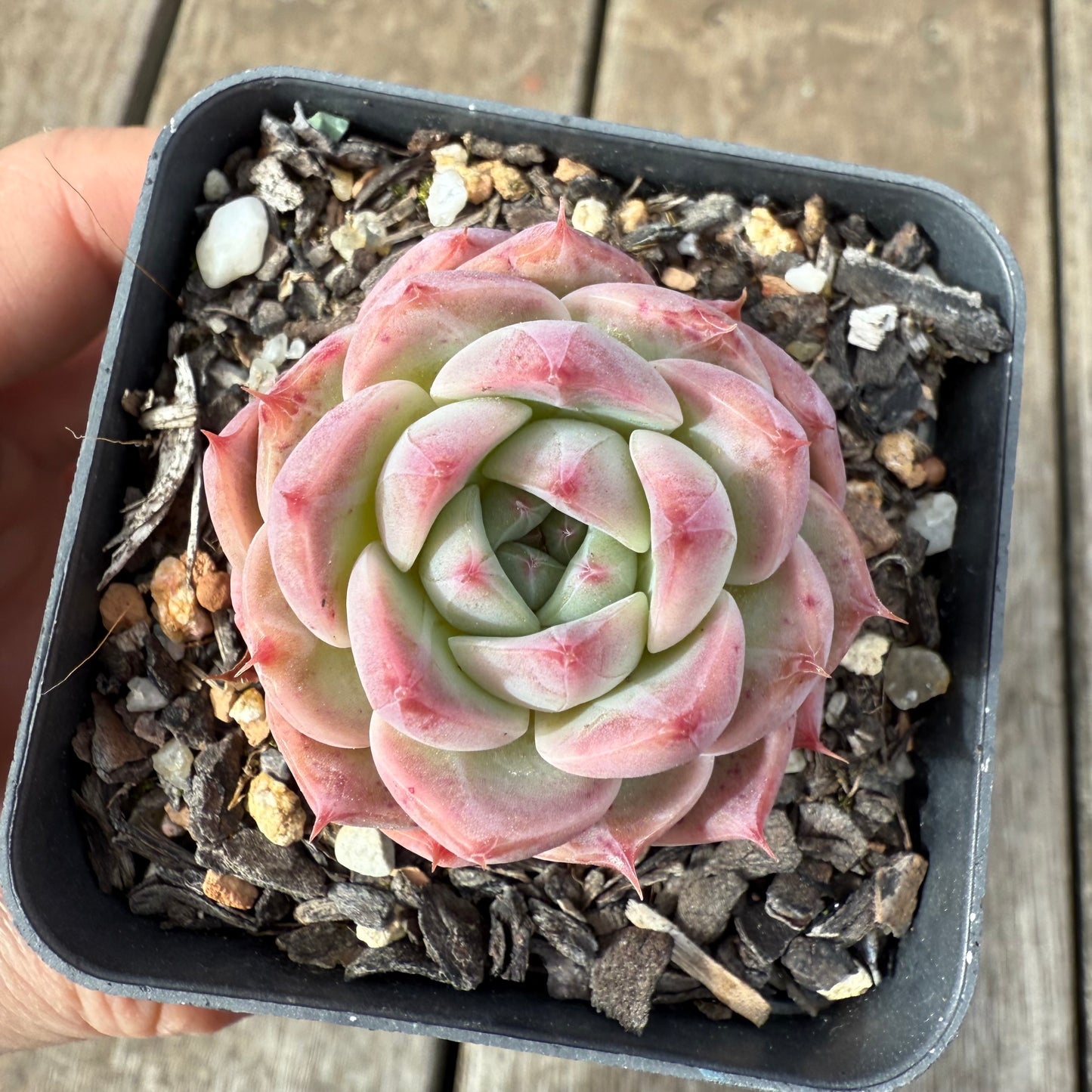 1609 Echeveria Pink Essence