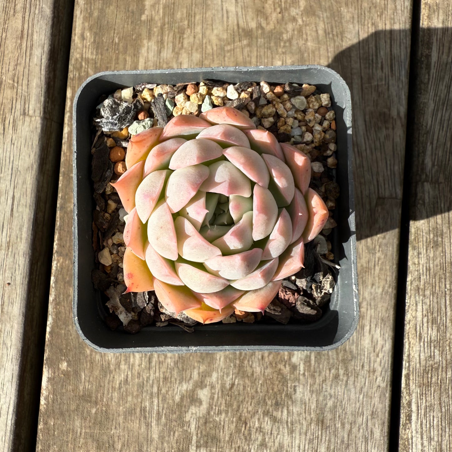1609 Echeveria Pink Senura