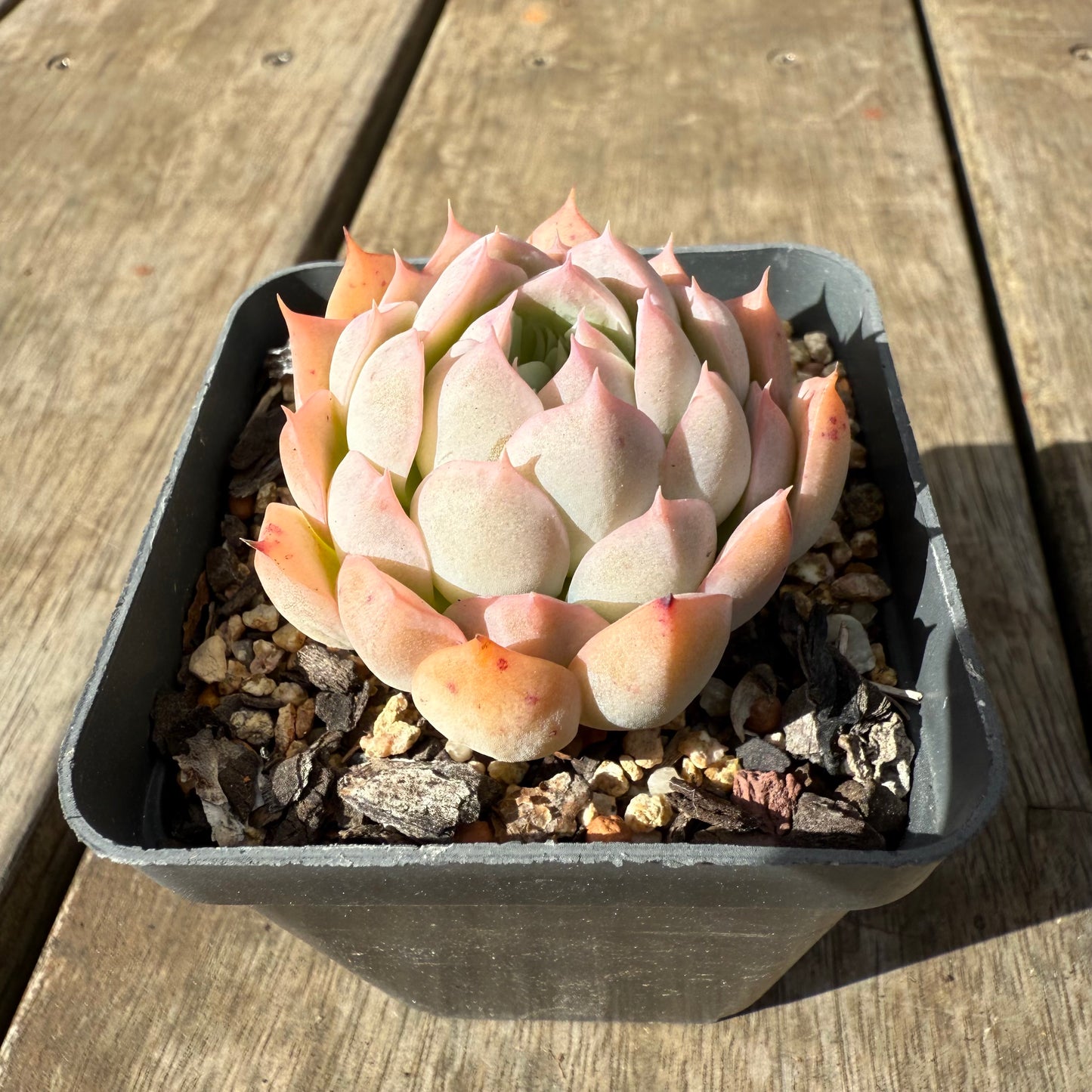 1609 Echeveria Pink Senura