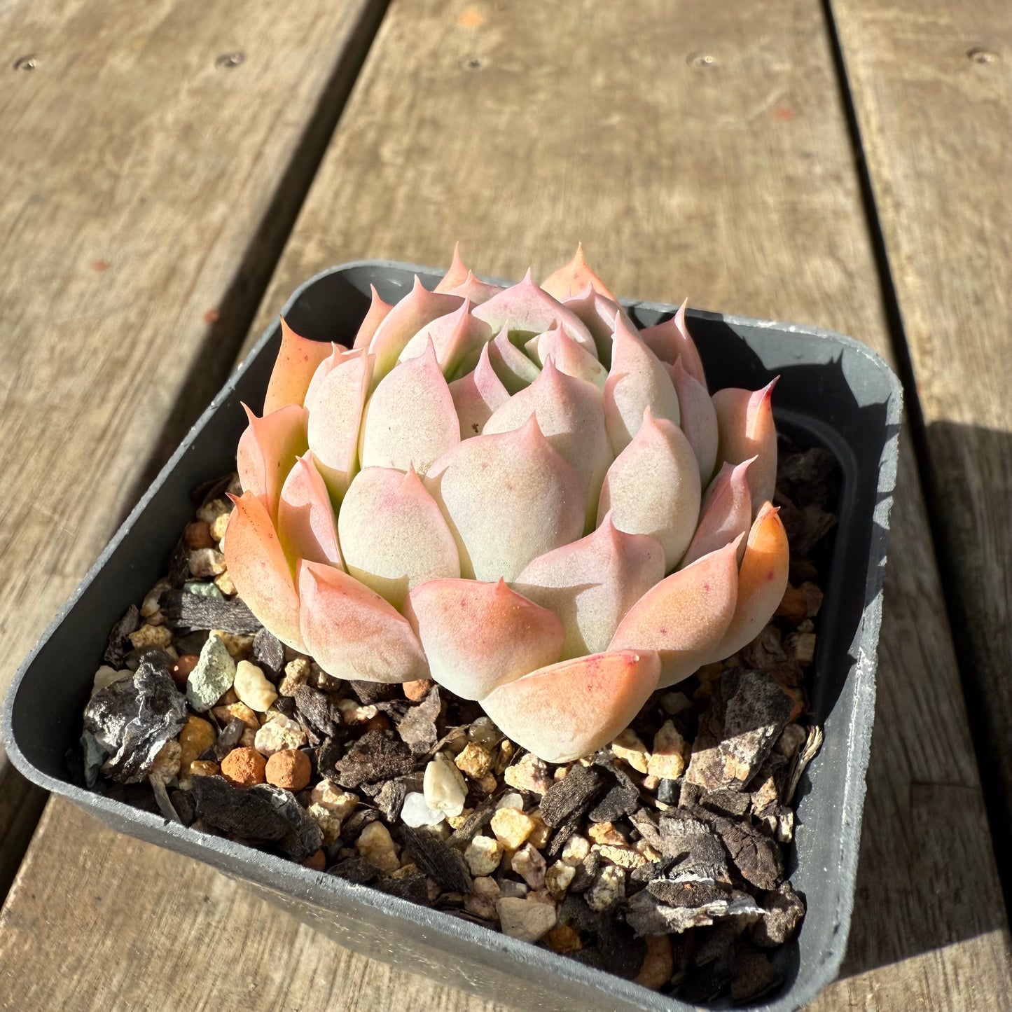 1609 Echeveria Pink Senura