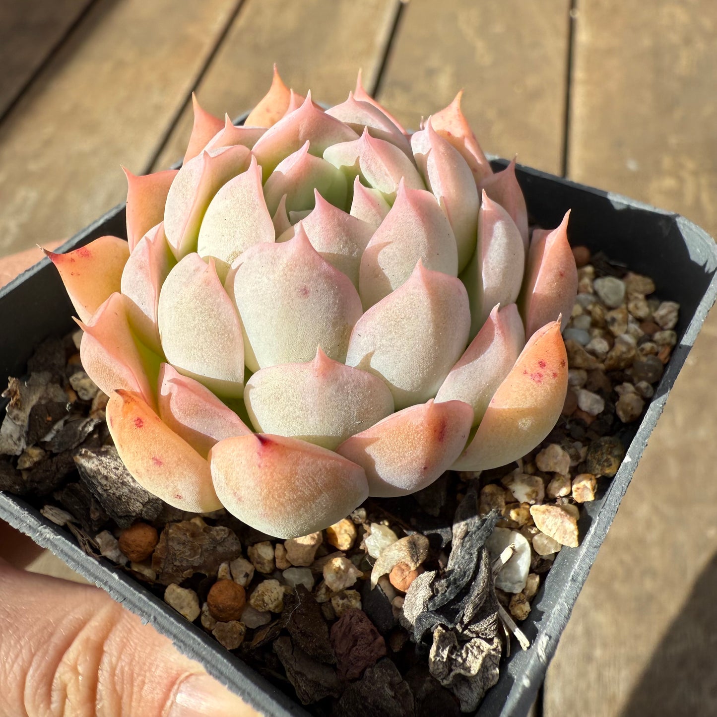 1609 Echeveria Pink Senura