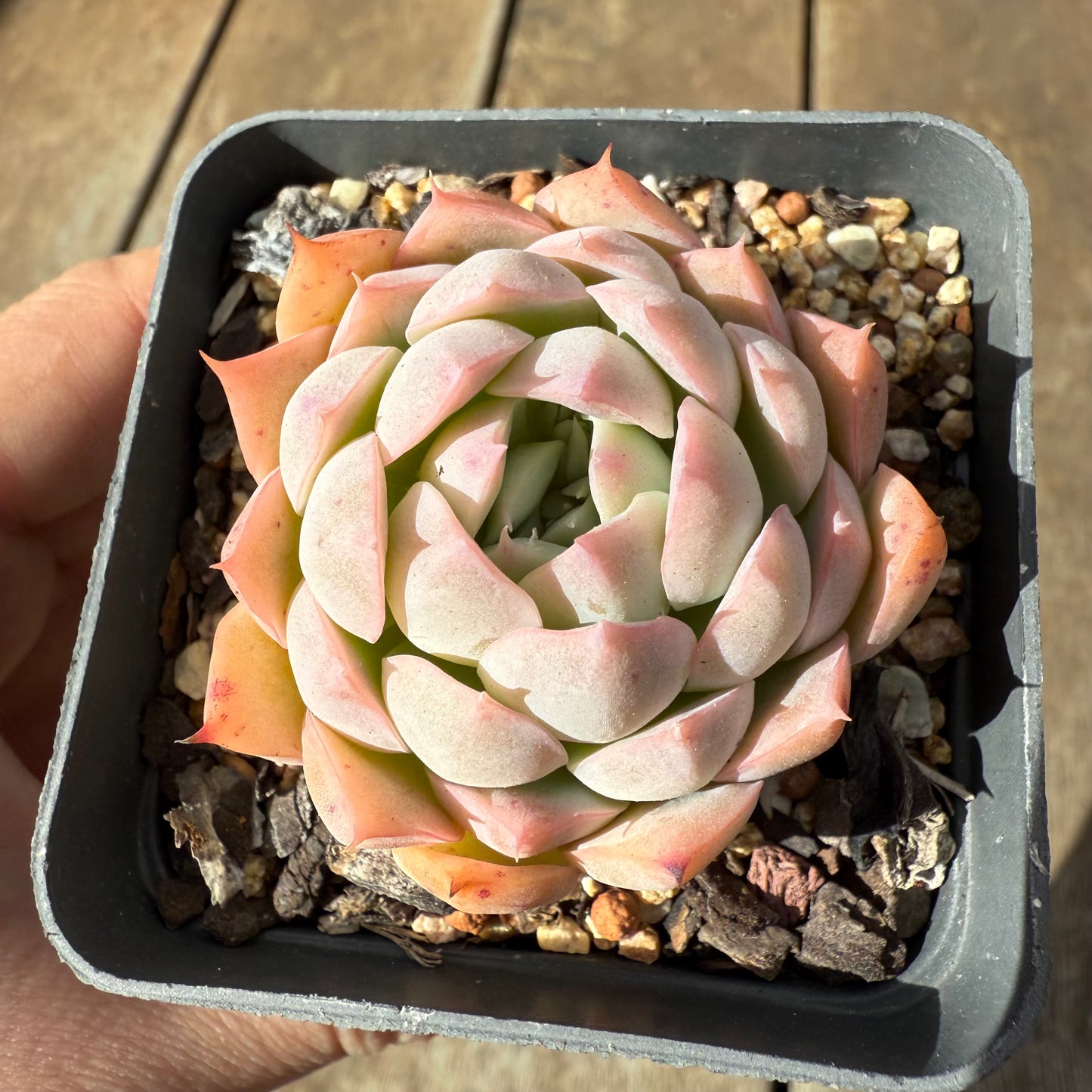 1609 Echeveria Pink Senura