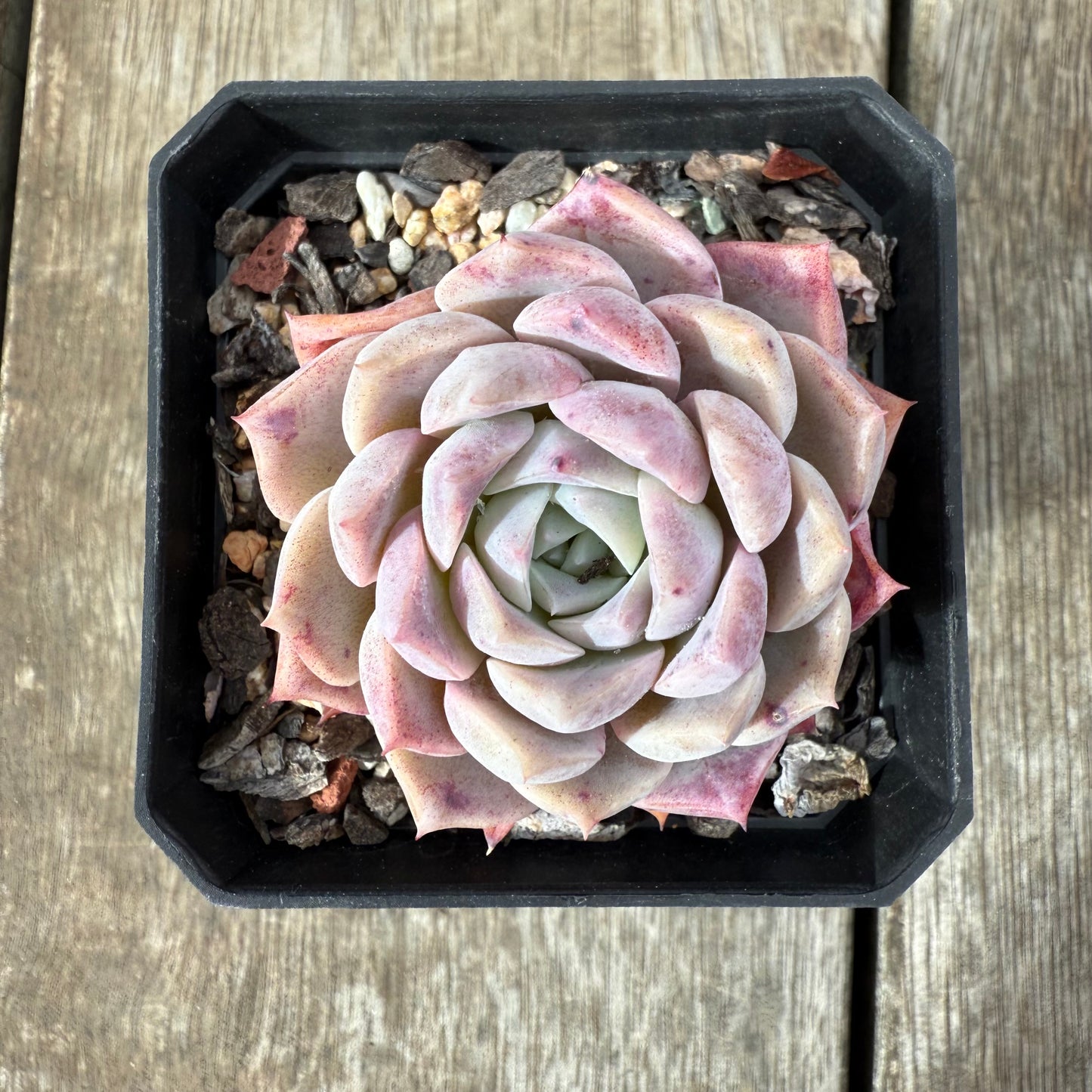 1609 Echeveria Pink Star