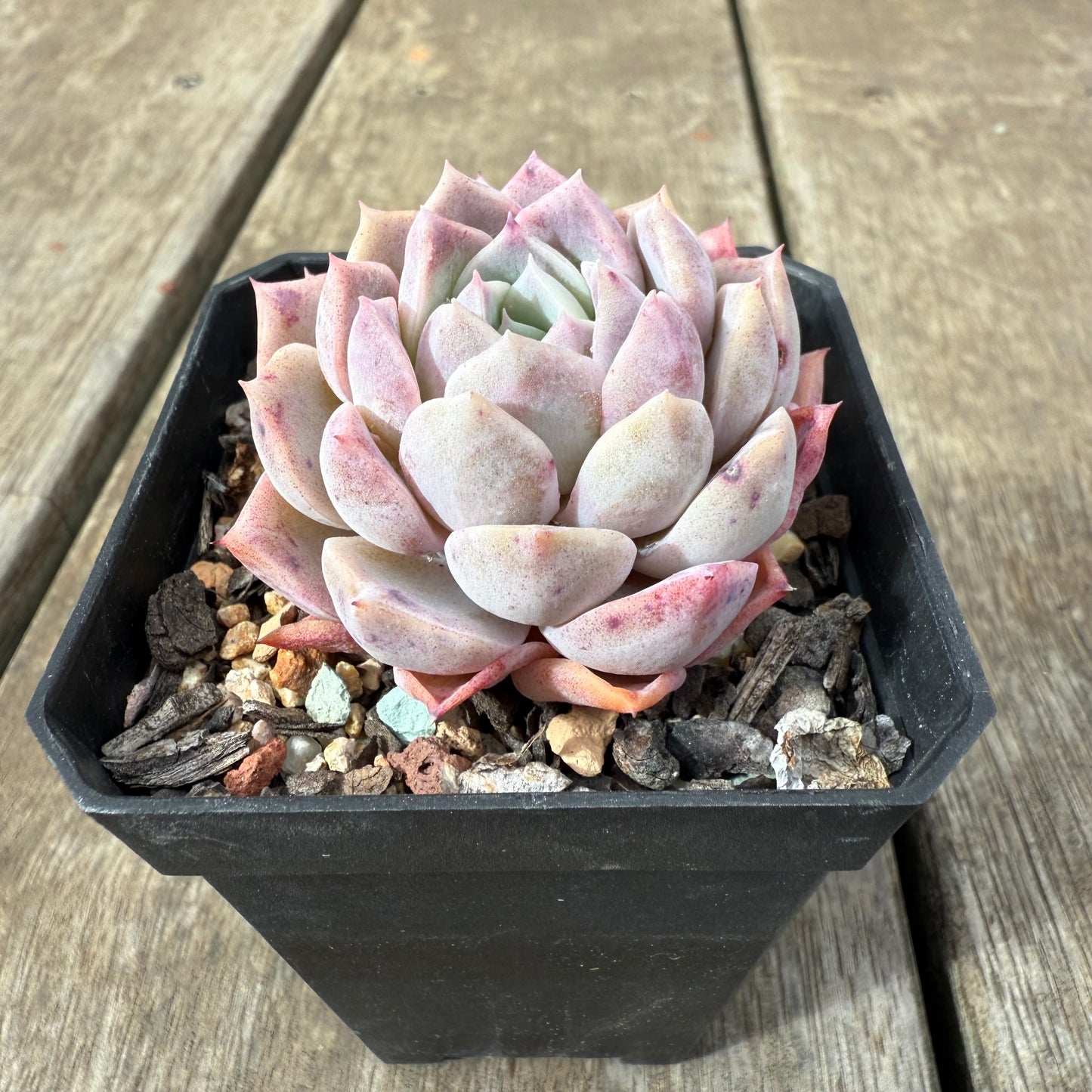1609 Echeveria Pink Star