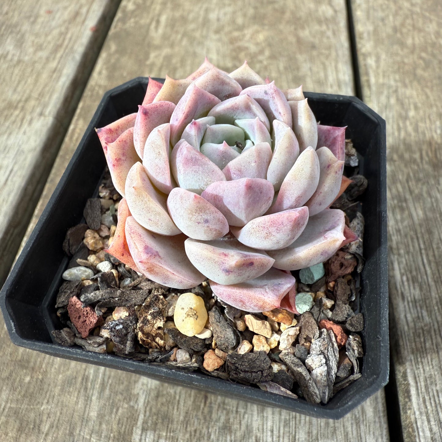 1609 Echeveria Pink Star