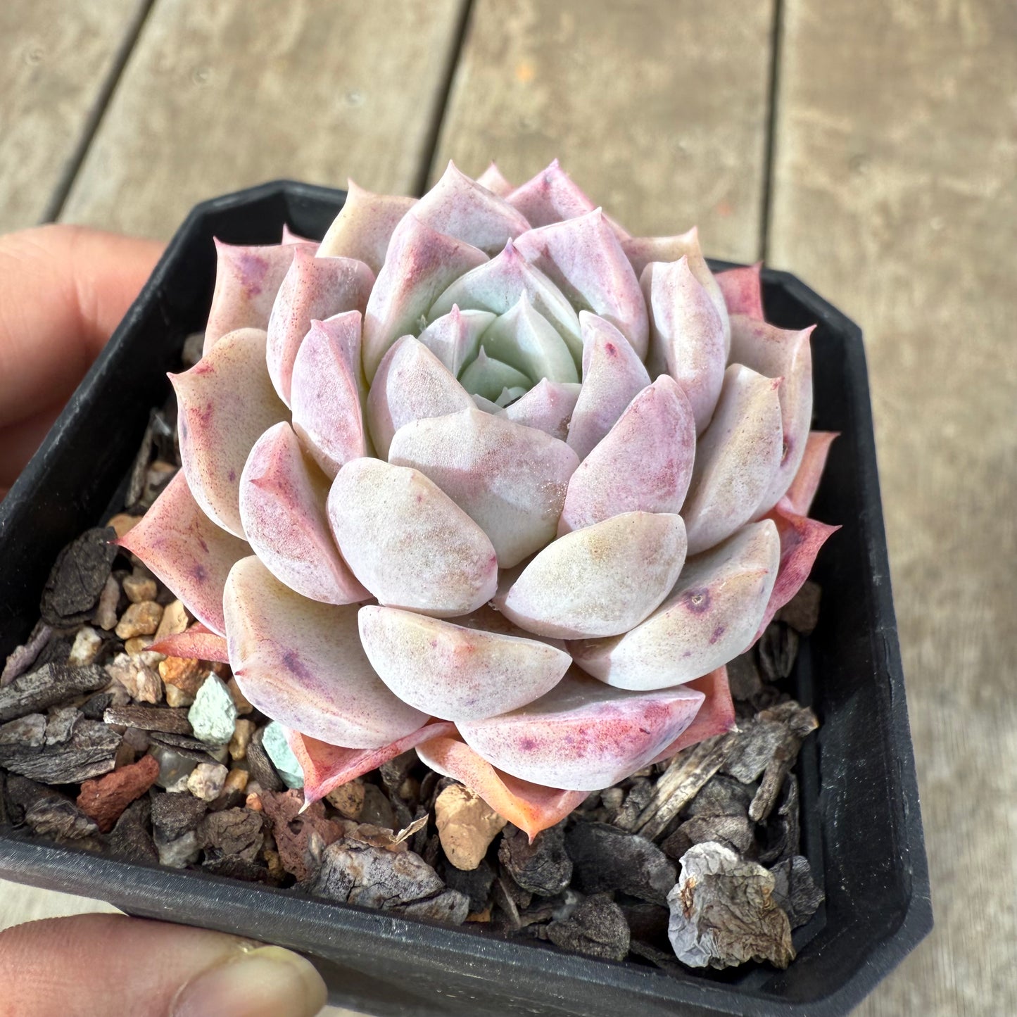 1609 Echeveria Pink Star