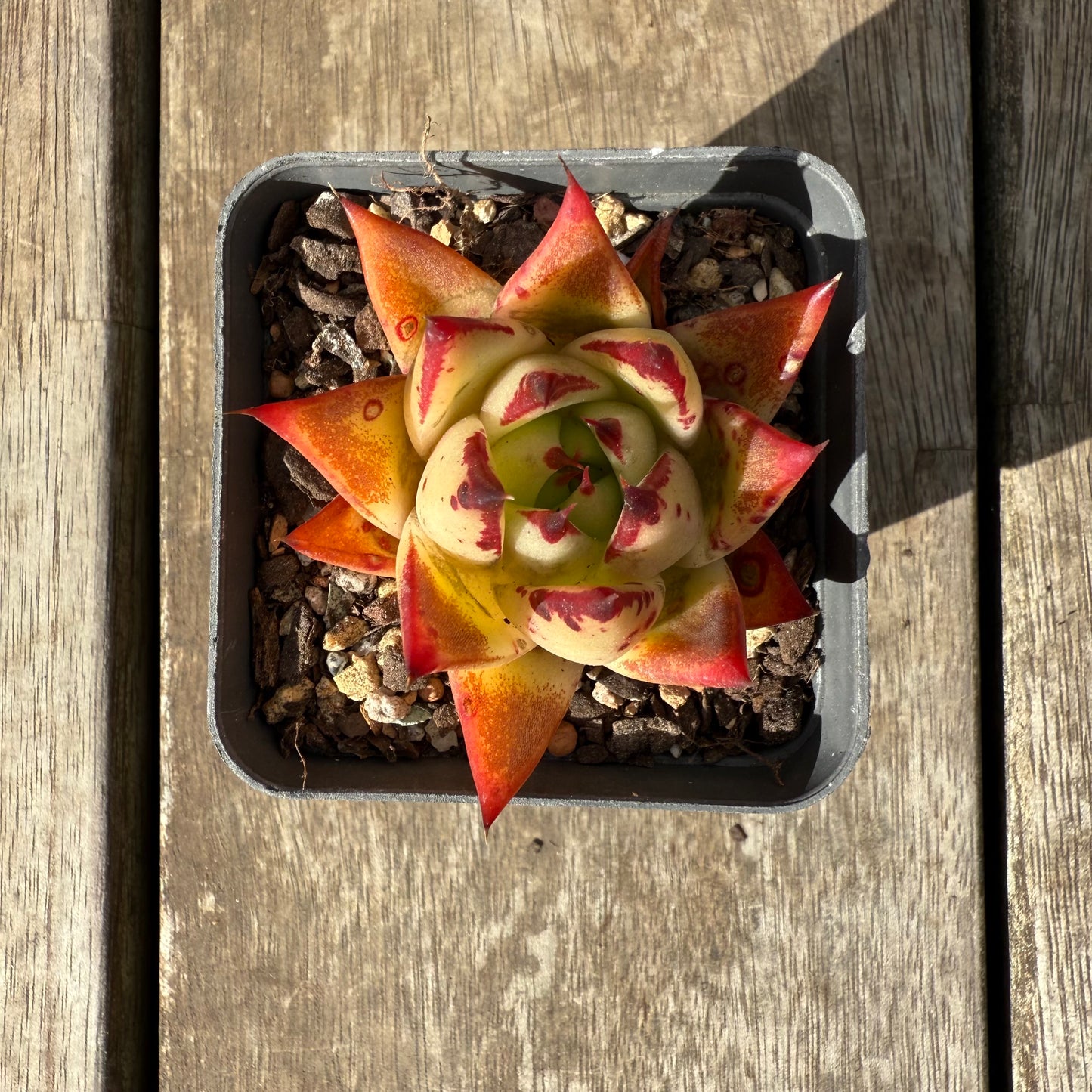 1609 Echeveria Red Ebony