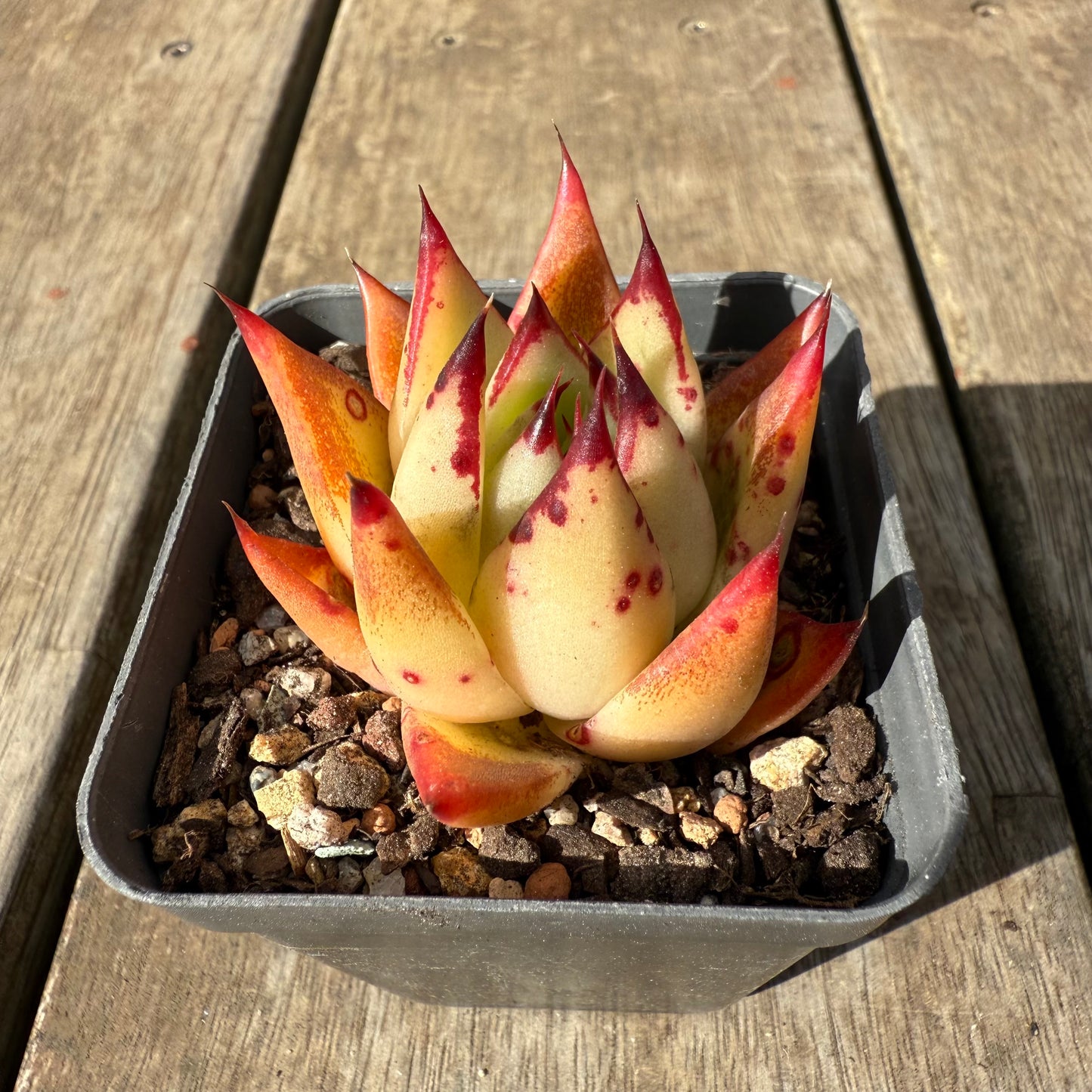 1609 Echeveria Red Ebony