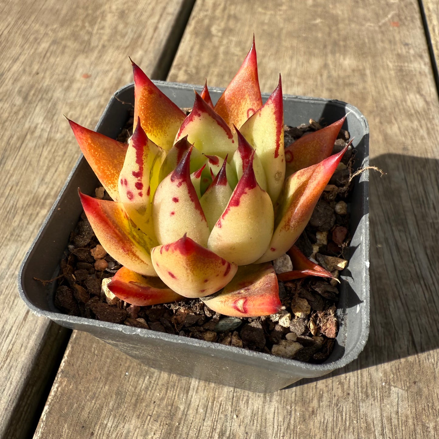 1609 Echeveria Red Ebony