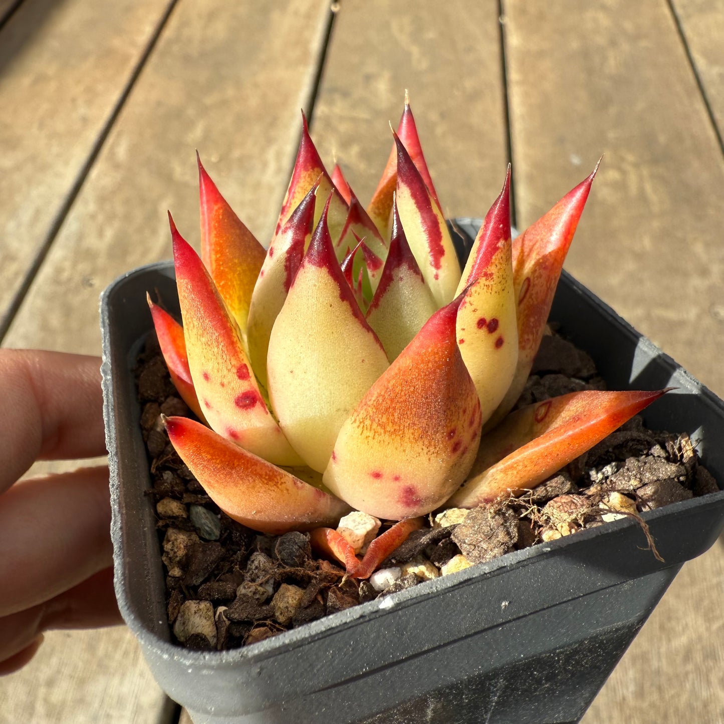 1609 Echeveria Red Ebony