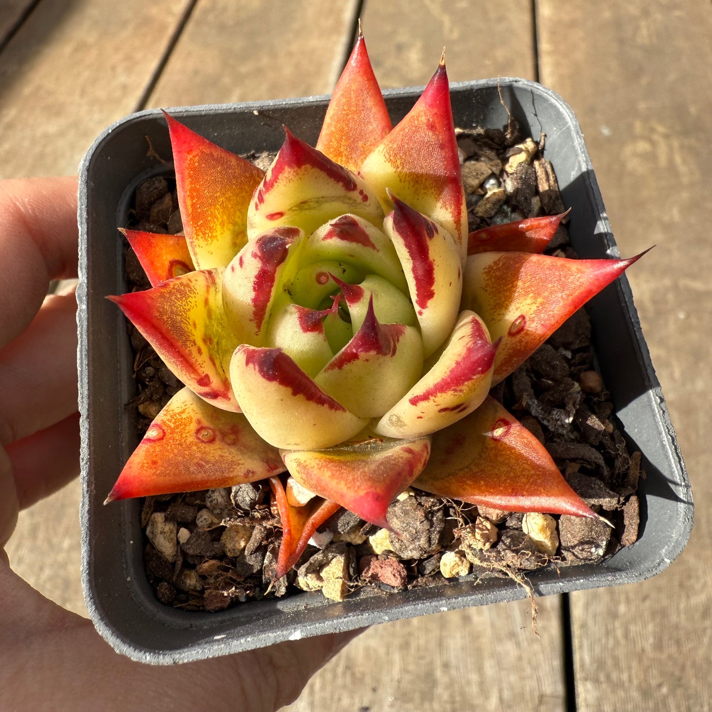 1609 Echeveria Red Ebony