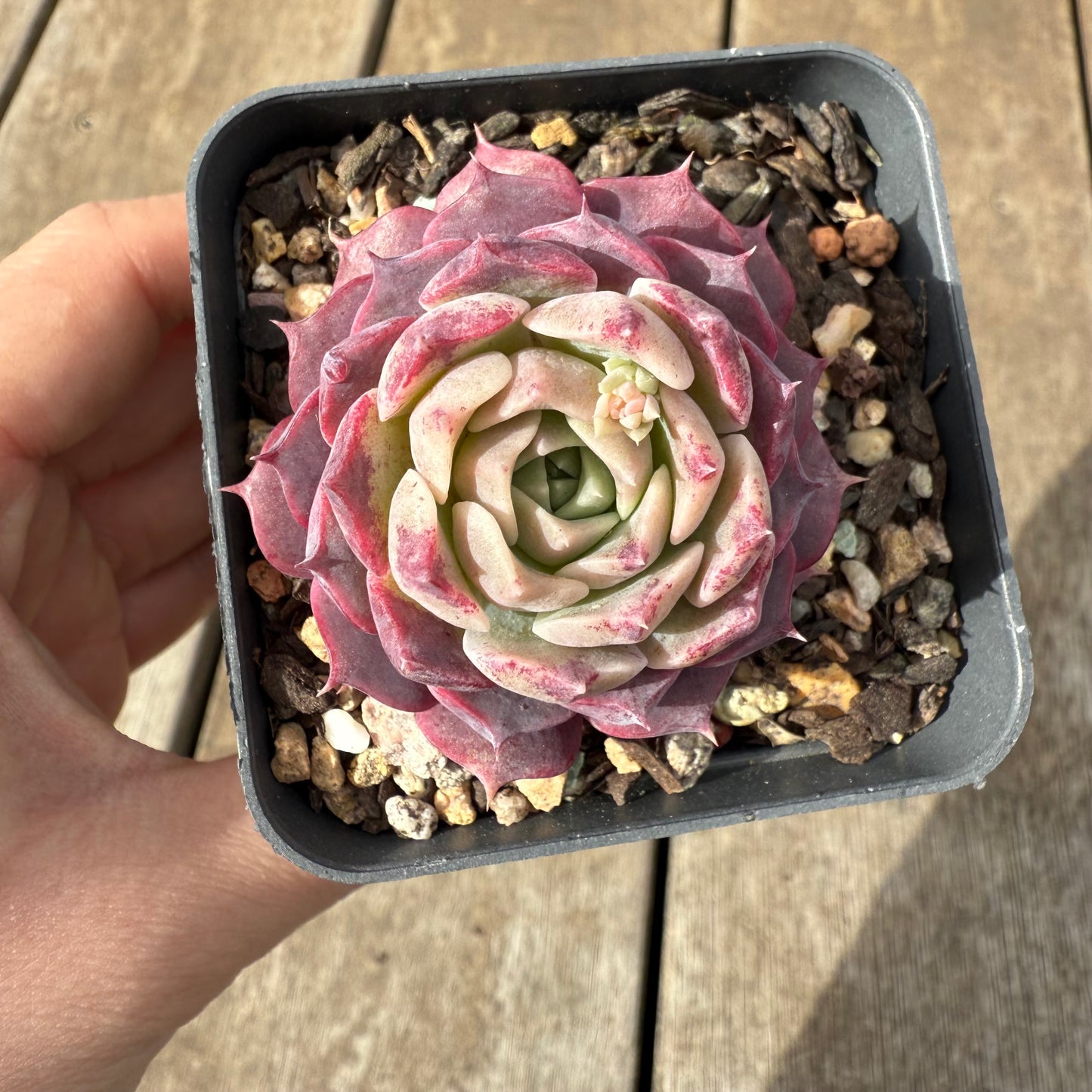 1609 Echeveria Saralina