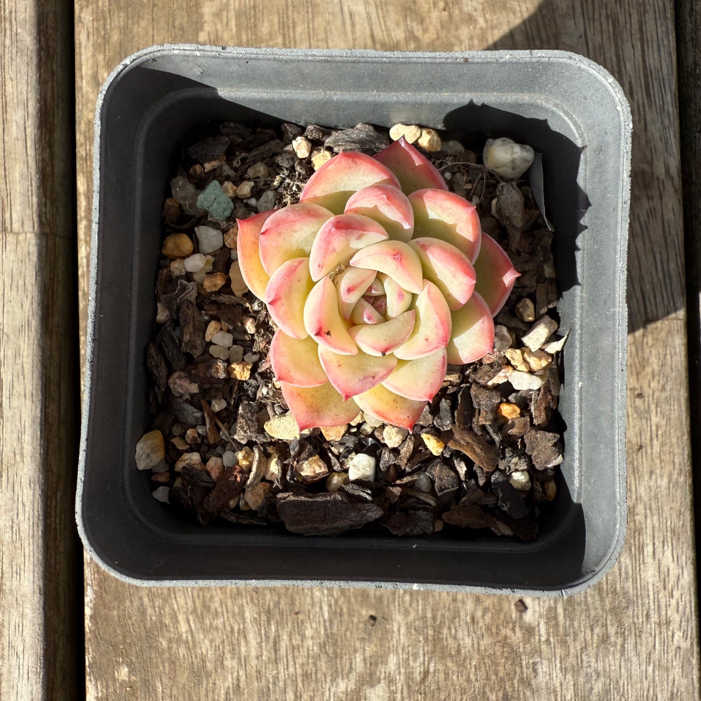 1609 Echeveria Strawberry Cake