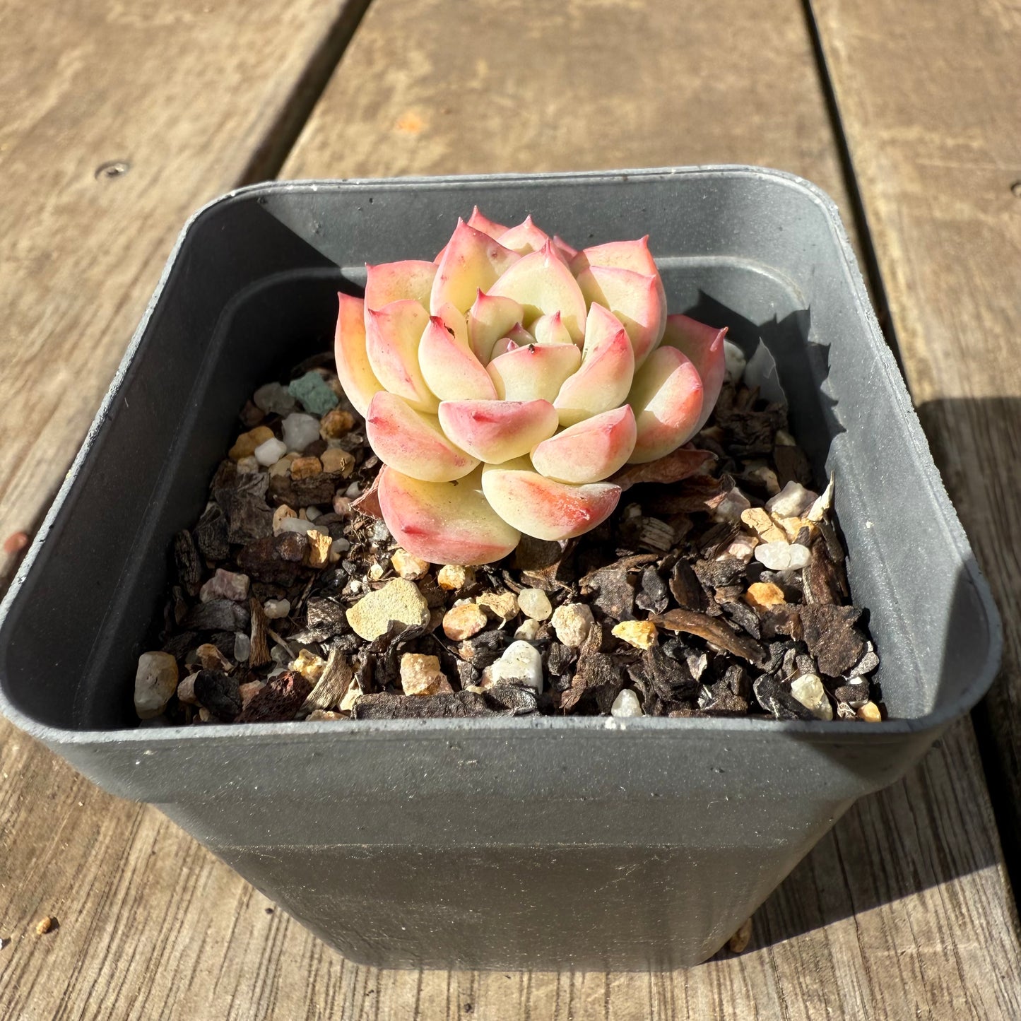 1609 Echeveria Strawberry Cake