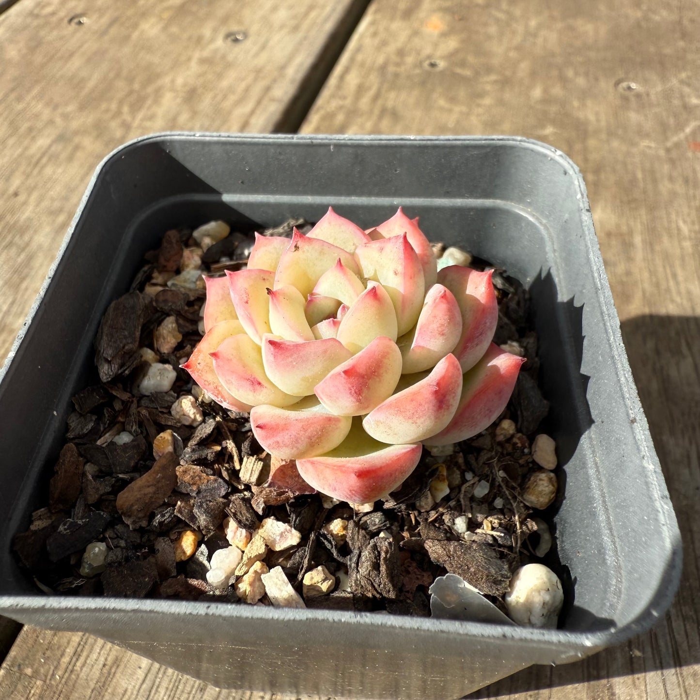 1609 Echeveria Strawberry Cake