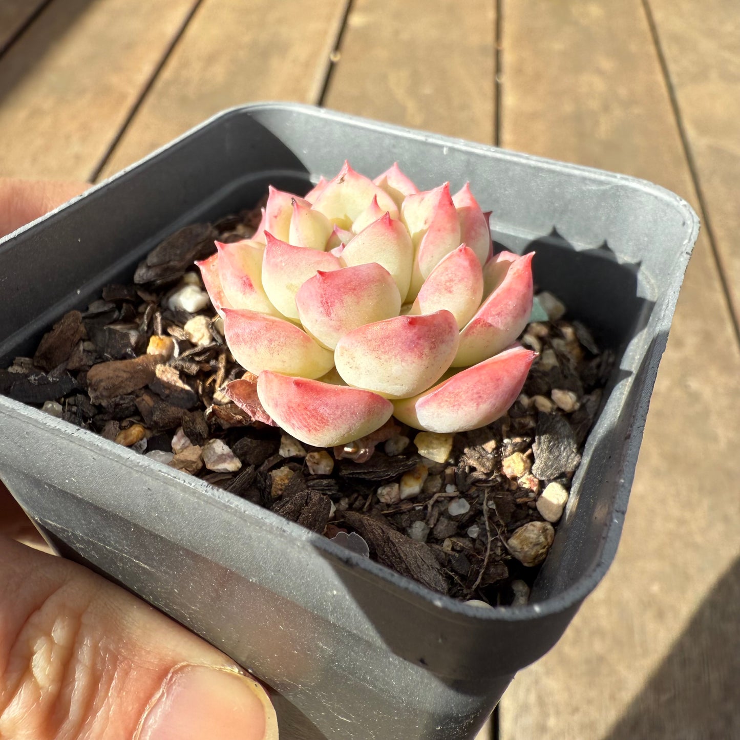 1609 Echeveria Strawberry Cake