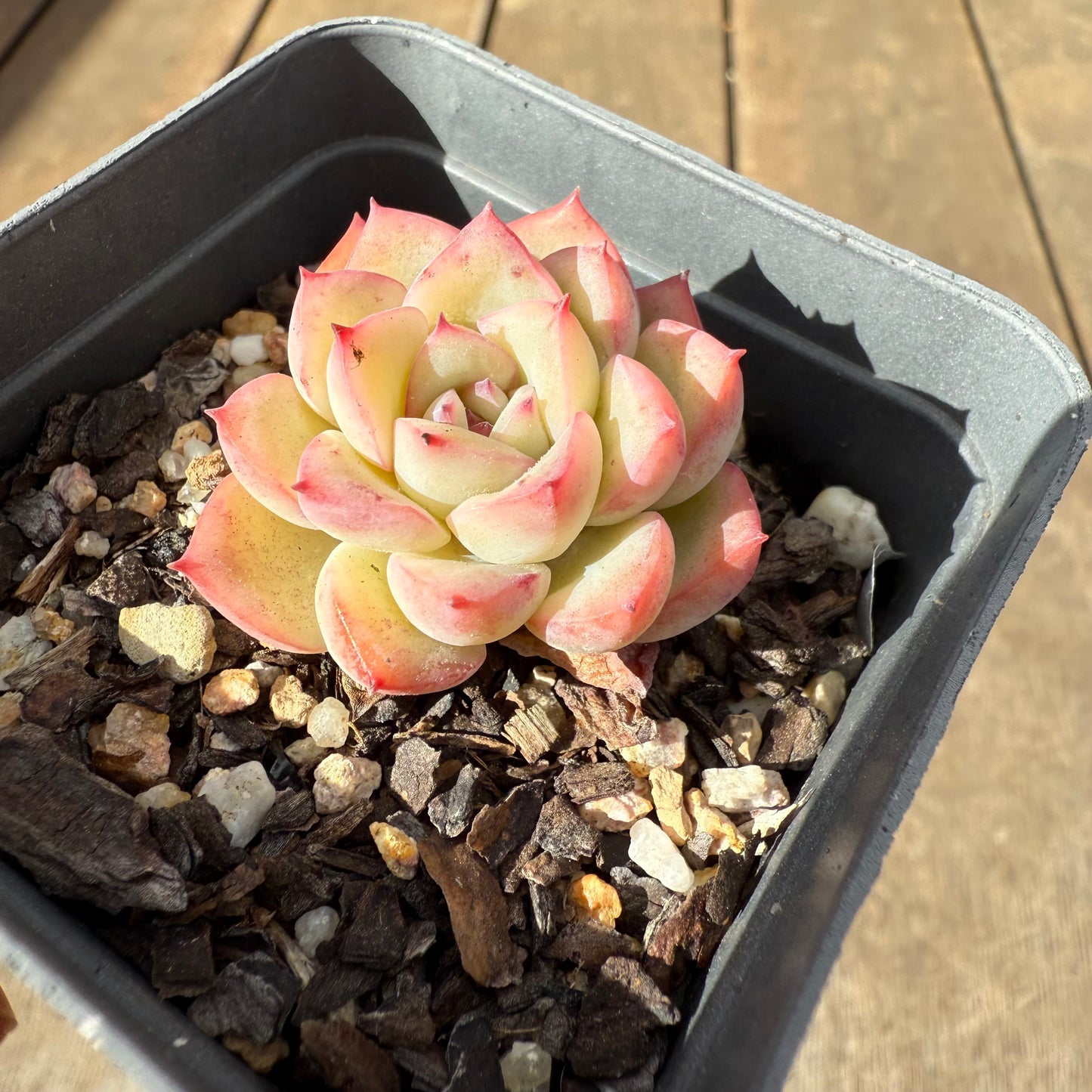 1609 Echeveria Strawberry Cake