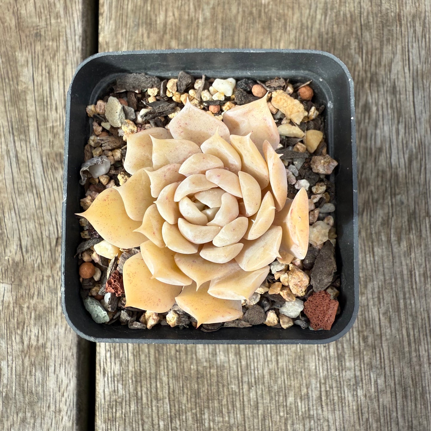 1609 Echeveria 'Butter Rose'