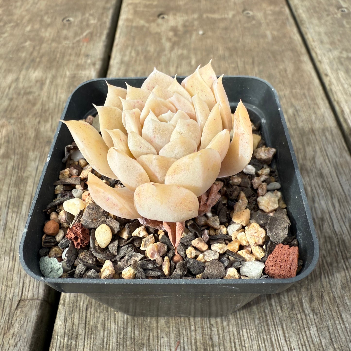 1609 Echeveria 'Butter Rose'