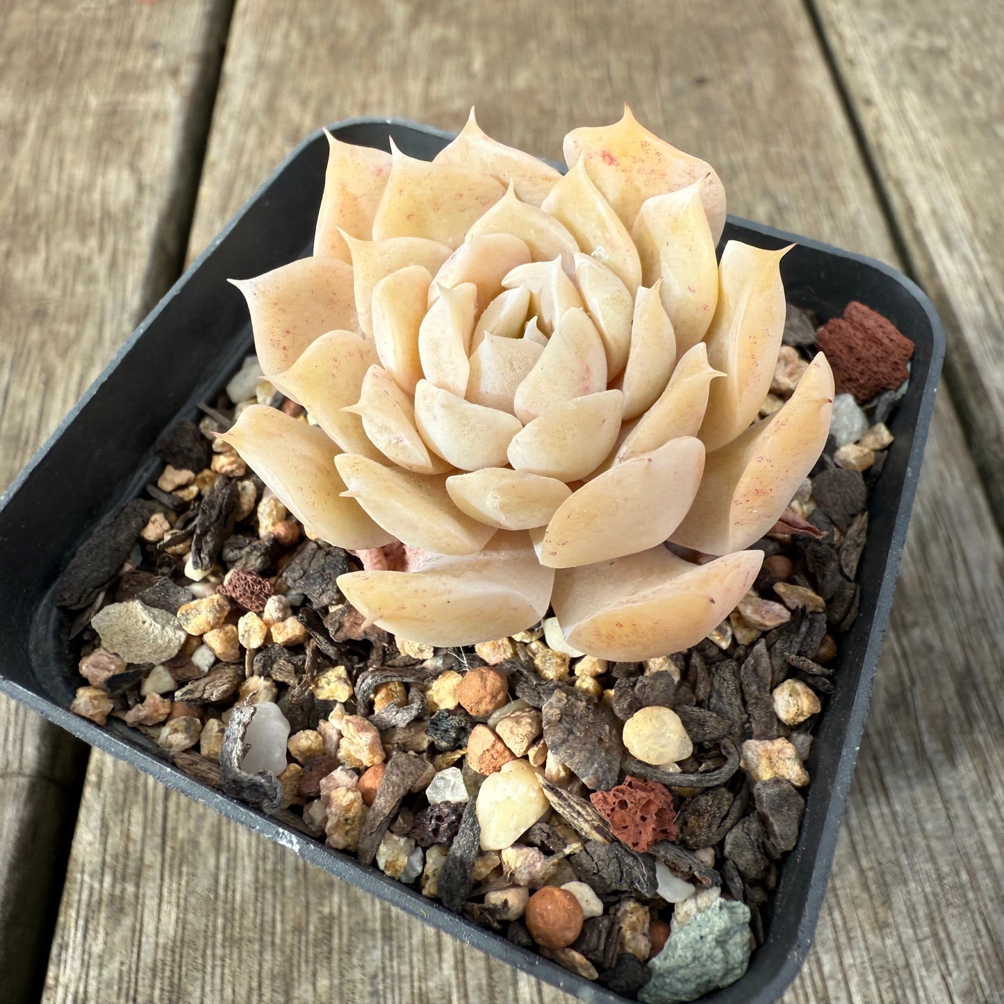1609 Echeveria 'Butter Rose'