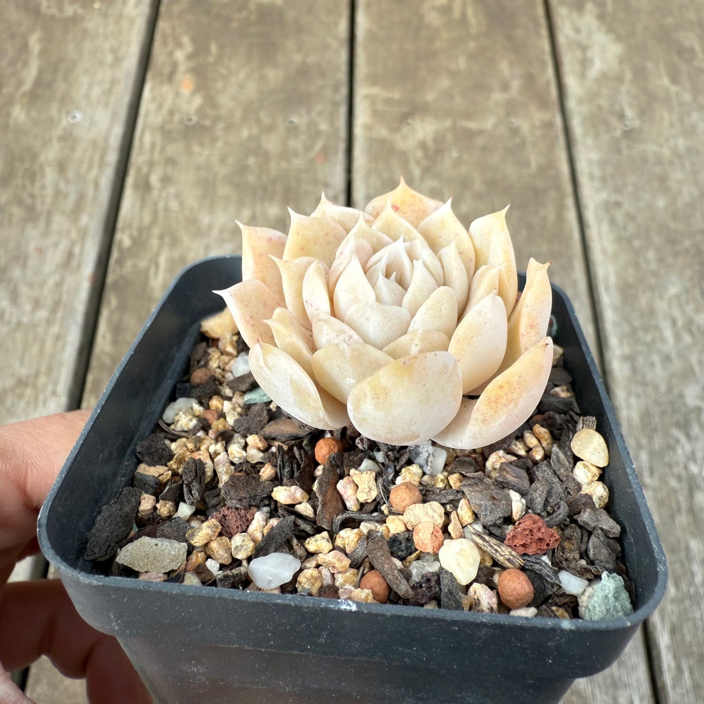 1609 Echeveria 'Butter Rose'