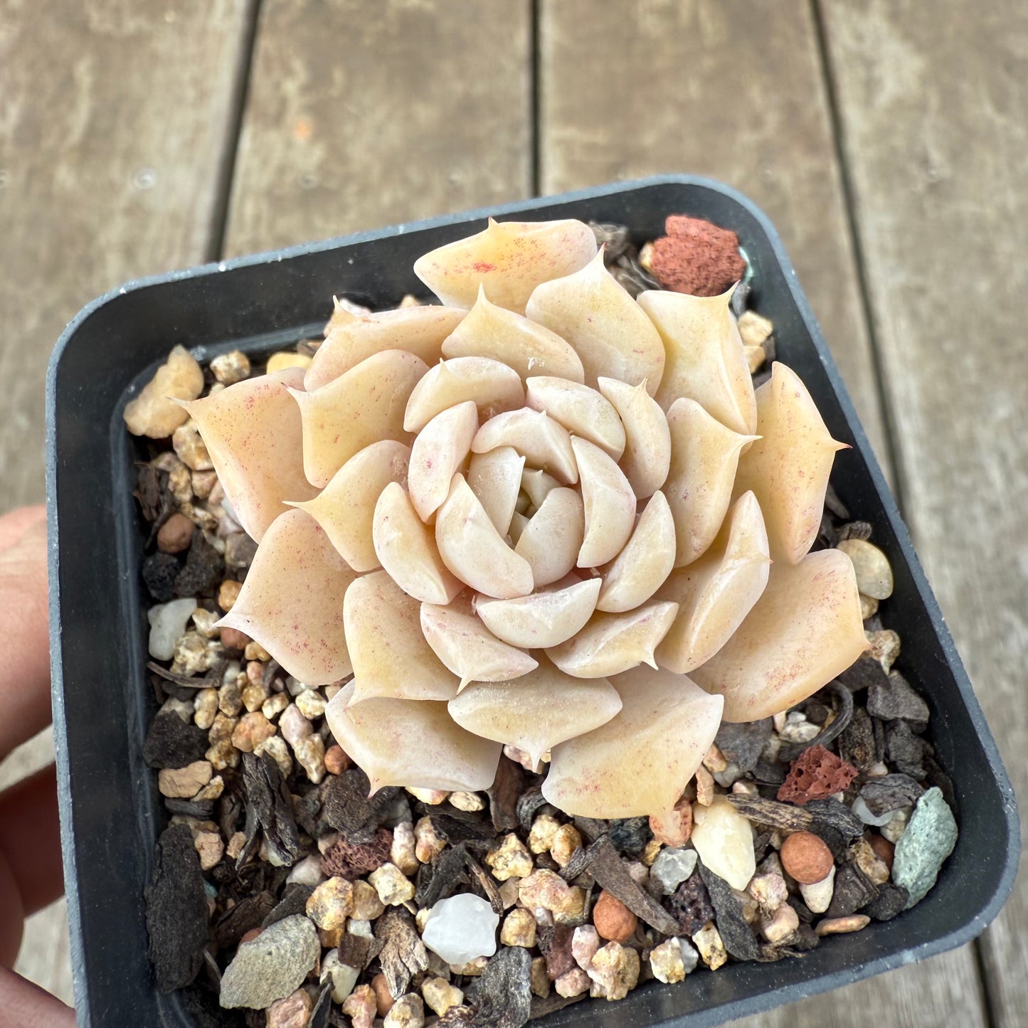 1609 Echeveria 'Butter Rose'