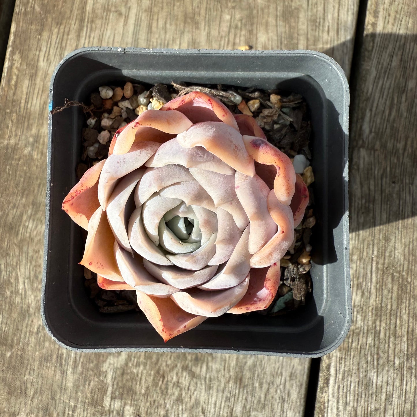 1609 Echeveria 'Patrick Star'
