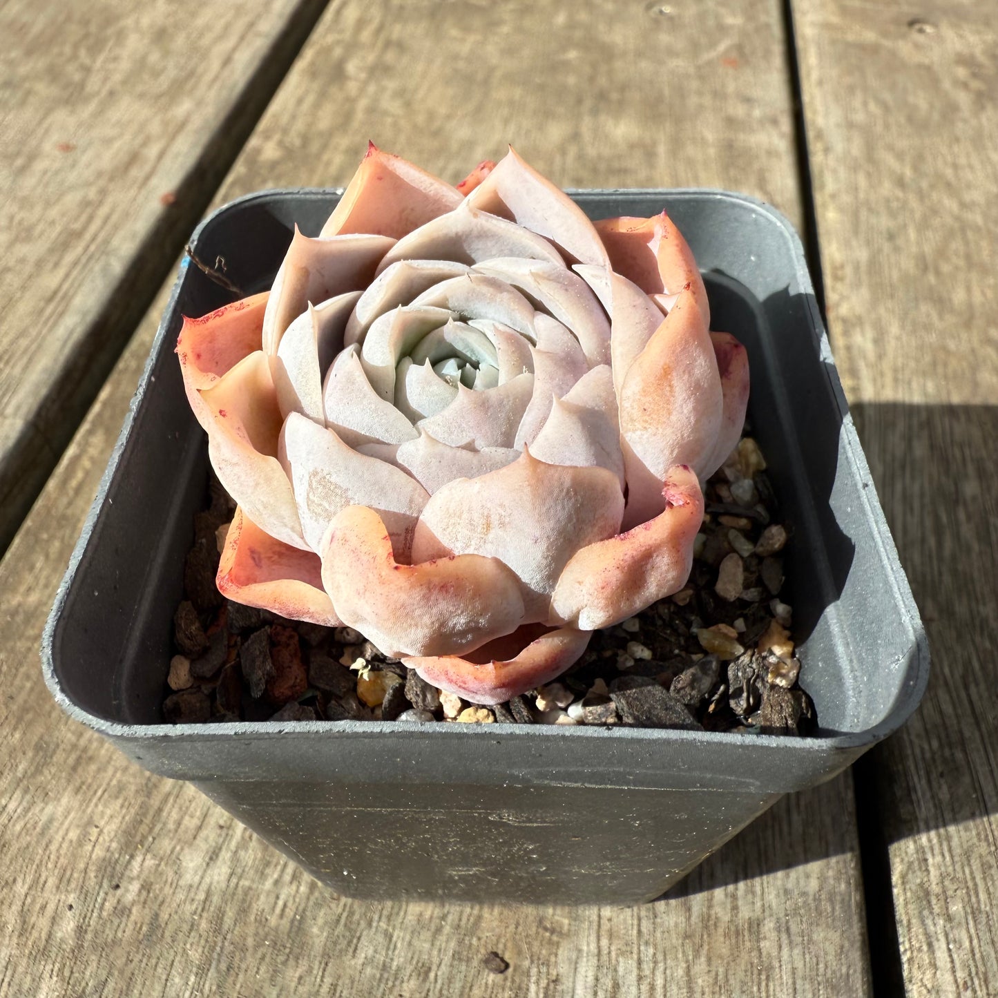 1609 Echeveria 'Patrick Star'