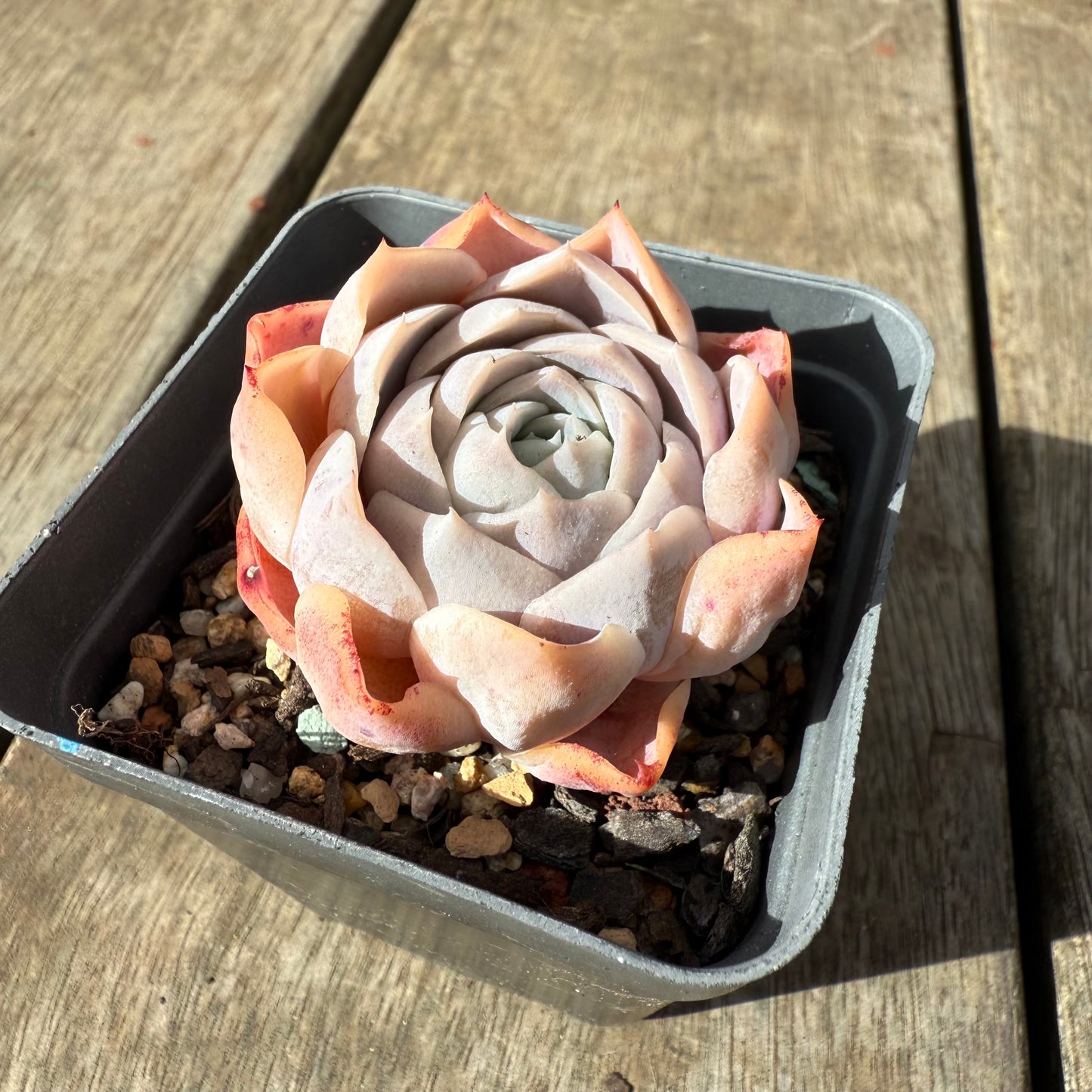 1609 Echeveria 'Patrick Star'