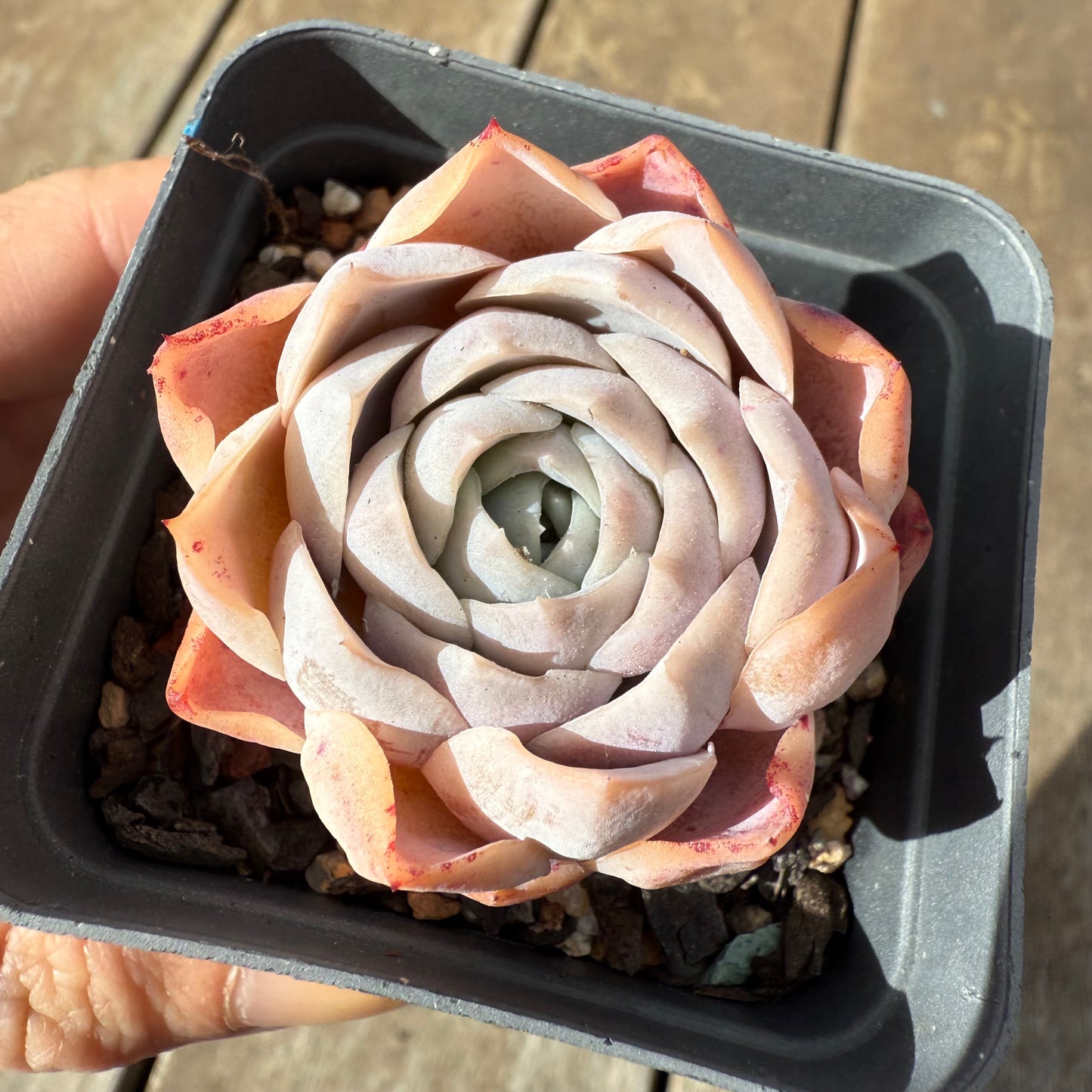 1609 Echeveria 'Patrick Star'