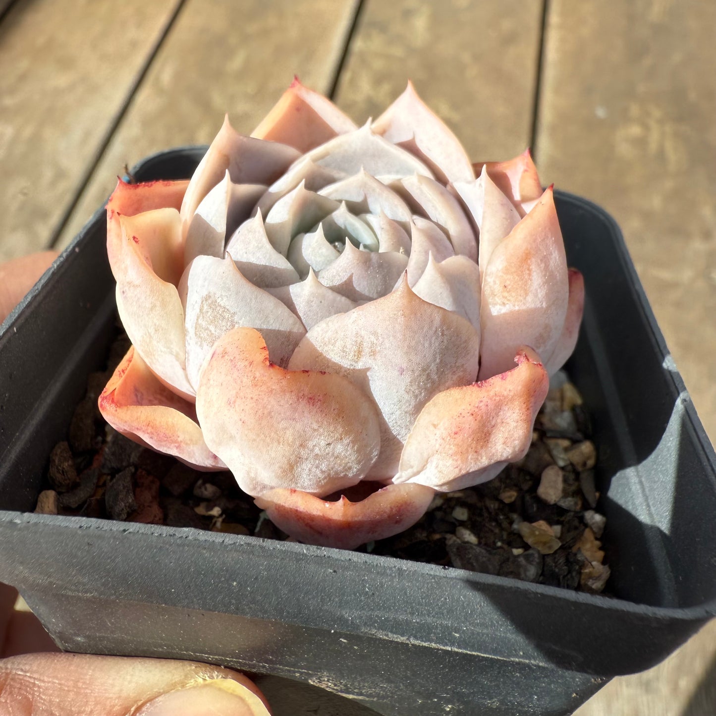 1609 Echeveria 'Patrick Star'
