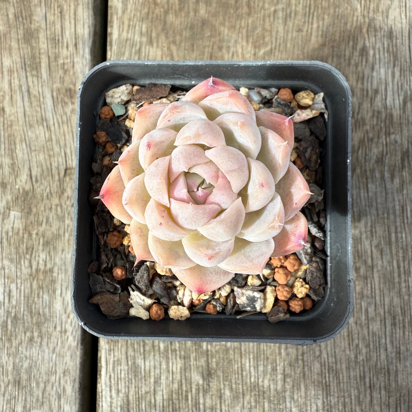1609 Echeveria 'Peach Queen'